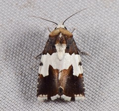 Bryolymnia marginata