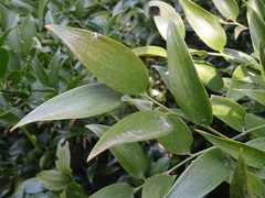 Danae racemosa