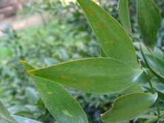 Danae racemosa