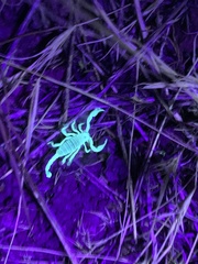 Anuroctonus phaiodactylus