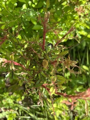 Phyllocoptes fructiphilus