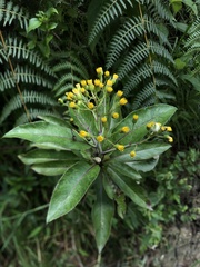 Dendrophorbium