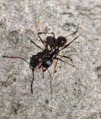 Aphaenogaster picea
