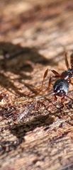 Aphaenogaster picea