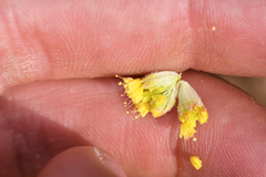 Eriogonum alexanderae