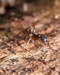 Aphaenogaster picea