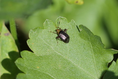 Horciasinus argentinus