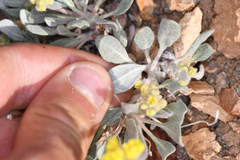 Eriogonum alexanderae