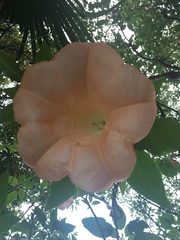 Brugmansia versicolor