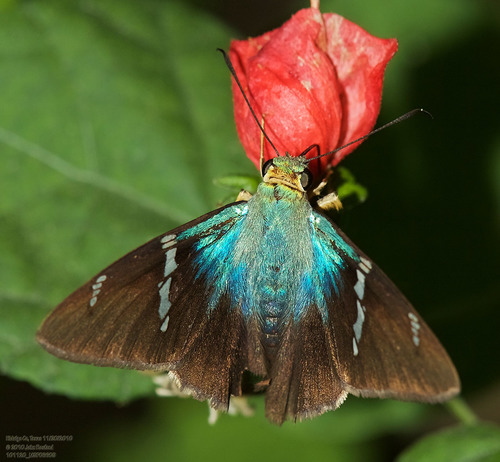 Photo of Qian's Flasher (Telegonus tsongae)