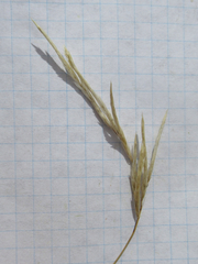 Scleropogon brevifolius