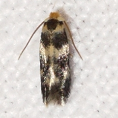 Etainia sericopeza