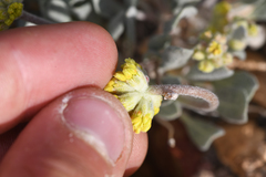 Eriogonum alexanderae