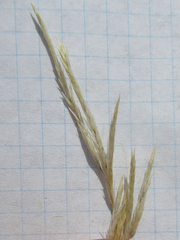 Scleropogon brevifolius