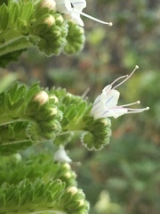 Echium simplex