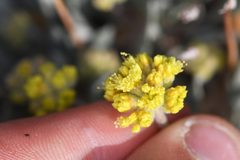 Eriogonum alexanderae