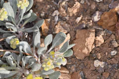 Eriogonum alexanderae