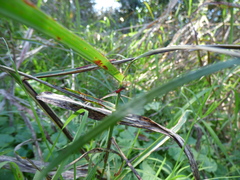 Micrathena swainsoni