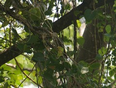 Melanerpes aurifrons