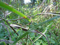 Micrathena swainsoni