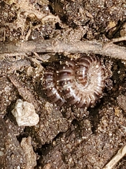 Ophyiulus