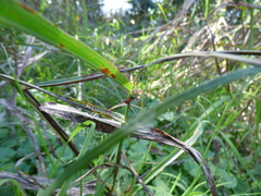 Micrathena swainsoni
