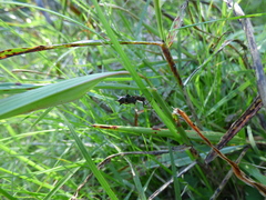 Micrathena swainsoni