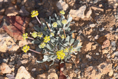 Eriogonum alexanderae