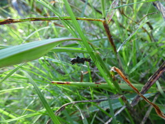Micrathena swainsoni