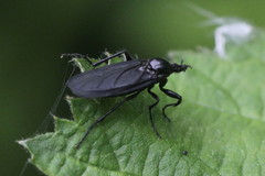 Bibio leucopterus