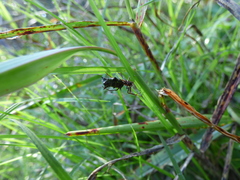 Micrathena swainsoni