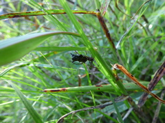 Micrathena swainsoni