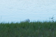 Egretta thula image