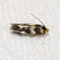 Etainia sericopeza