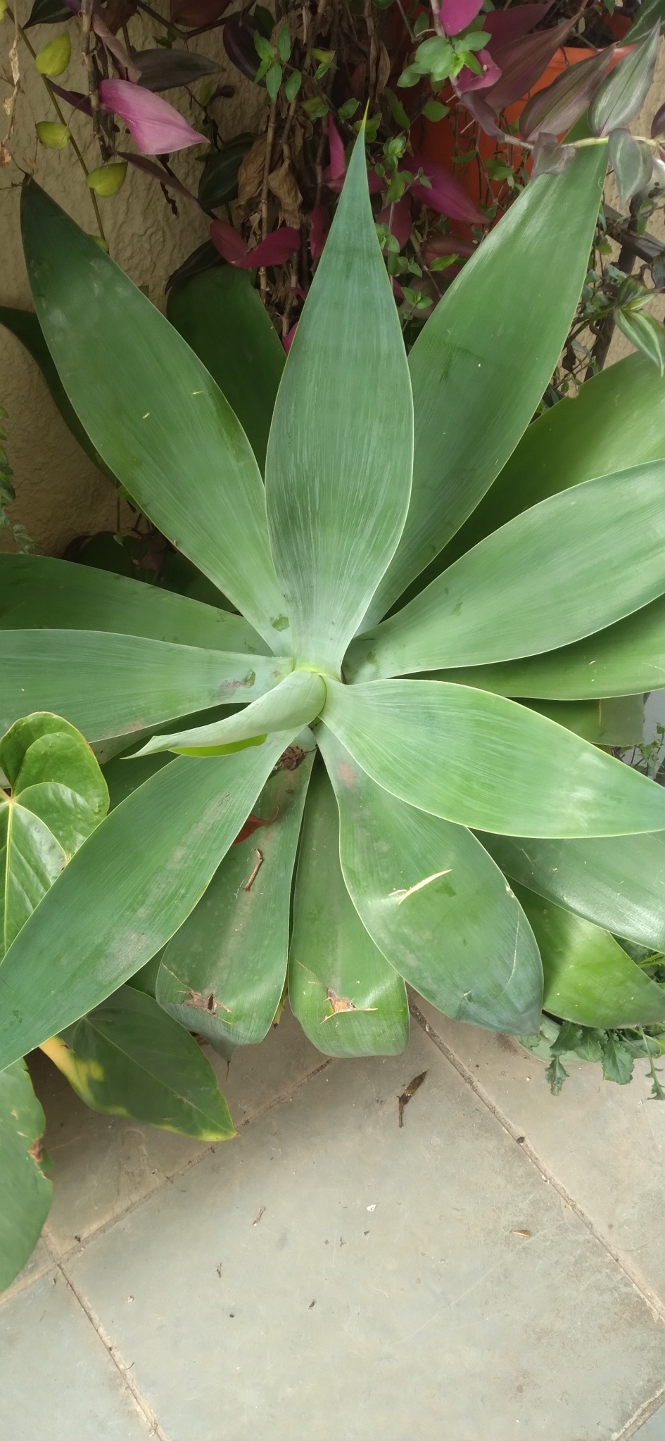 Agave attenuata