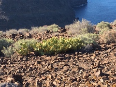 Opuntia stricta
