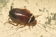 Euthlastoblatta abortiva