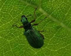 Polydrusus pterygomalis