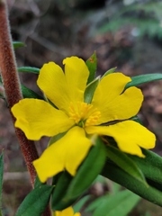 Hibbertia saligna