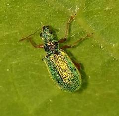 Polydrusus pterygomalis