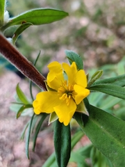 Hibbertia saligna