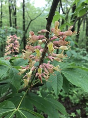Aesculus × bushii