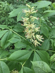 Aesculus × bushii