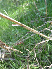 Micrathena swainsoni