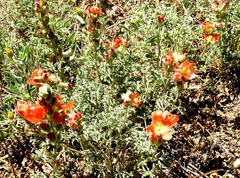 Sphaeralcea coccinea