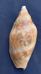 Ericusa papillosa