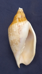 Ericusa papillosa