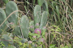 Opuntia rioplatense
