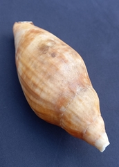 Ericusa papillosa