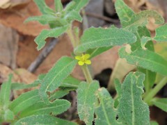 Camissoniopsis micrantha